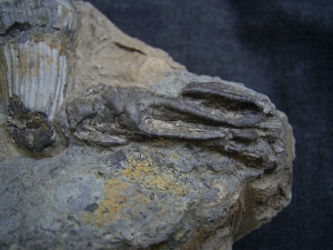 Mastodonsaurus Zahn und Schaedelteil