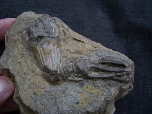 Mastodonsaurus Zahn und Schaedelteil