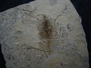 Vogel Feder, Oligozaen