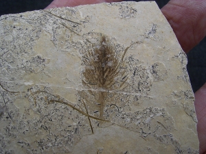 Vogel Feder, Oligozaen