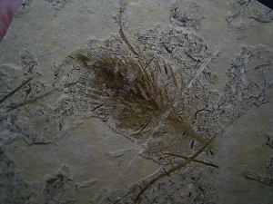 Vogel Feder, Oligozaen