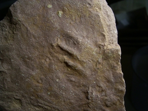 Faehrte Rhynchosauroides