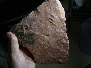 Faehrte Rhynchosauroides