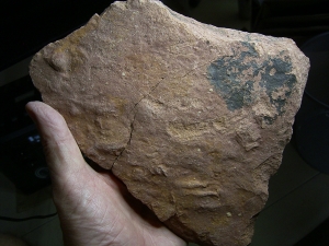 Faehrte Rhynchosauroides