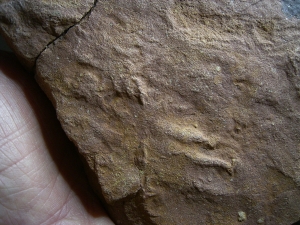 Faehrte Rhynchosauroides