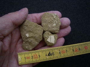 Wasservogel Eierschalen Mioquerquedula