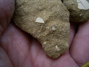 Wasservogel Eierschalen Mioquerquedula