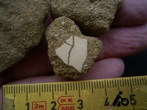 Wasservogel Eierschalen Mioquerquedula