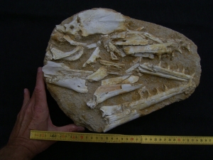 Eremiasaurus heterodontus Schaedel