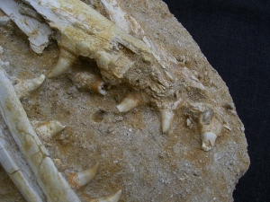 Eremiasaurus heterodontus Schaedel