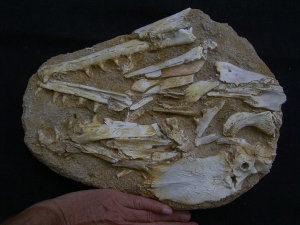 Eremiasaurus heterodontus Schaedel