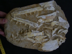 Eremiasaurus heterodontus Schaedel