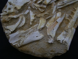 Eremiasaurus heterodontus Schaedel