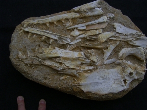 Eremiasaurus heterodontus Schaedel