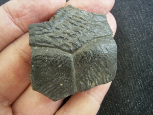 Schildkroeten Knochen Pappochelys, Trias