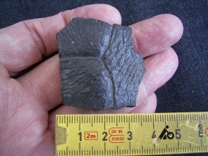 Schildkroeten Knochen Pappochelys, Trias