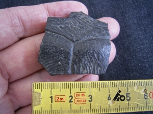 Schildkroeten Knochen Pappochelys, Trias