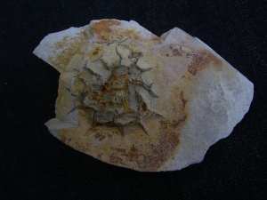 Rugoconites, Praekambrium-Raritaet!