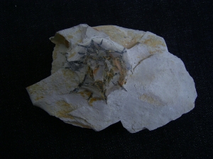 Rugoconites, Praekambrium-Raritaet!