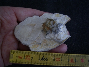 Rugoconites, Praekambrium-Raritaet!