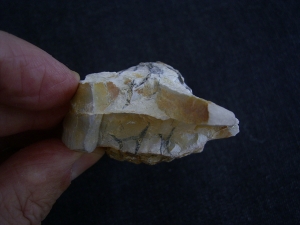 Rugoconites, Praekambrium-Raritaet!