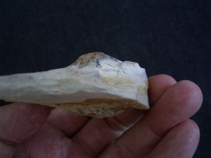 Rugoconites, Praekambrium-Raritaet!