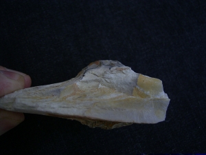 Rugoconites, Praekambrium-Raritaet!