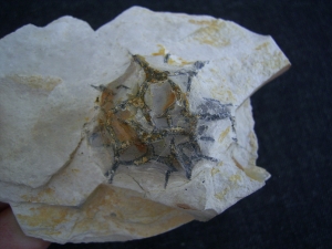 Rugoconites, Praekambrium-Raritaet!