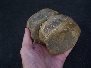 Temodontosaurus Wirbel, Altdorf