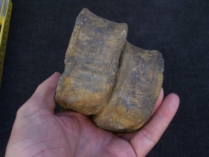 Temodontosaurus Wirbel, Altdorf