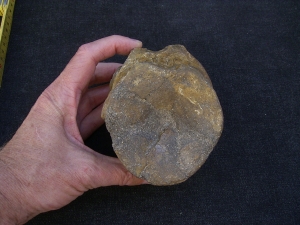 Temodontosaurus Wirbel, Altdorf