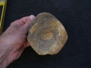 Temodontosaurus Wirbel, Altdorf