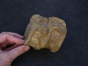 Temodontosaurus Wirbel, Altdorf