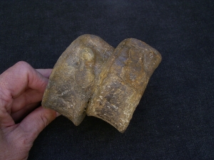 Temodontosaurus Wirbel, Altdorf