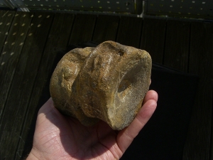 Temodontosaurus Wirbel, Altdorf