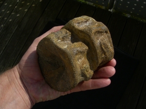 Temodontosaurus Wirbel, Altdorf