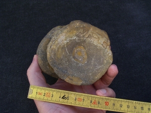 Temodontosaurus Wirbel, Altdorf