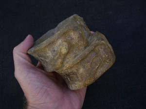 Temodontosaurus Wirbel, Altdorf