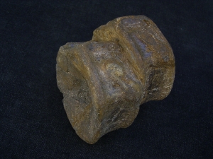 Temodontosaurus Wirbel, Altdorf