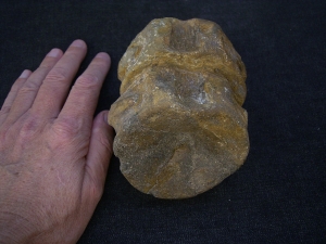 Temodontosaurus Wirbel, Altdorf