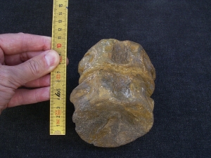 Temodontosaurus Wirbel, Altdorf