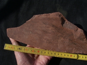 Arthropoden Spurenplatte, Trias