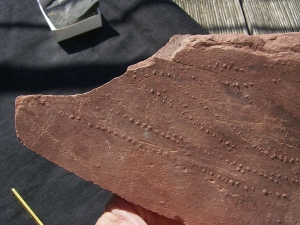 Arthropoden Spurenplatte, Trias