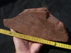 Arthropoden Spurenplatte, Trias