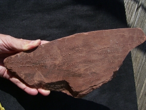 Arthropoden Spurenplatte, Trias