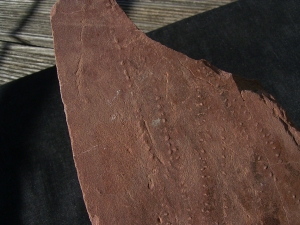 Arthropoden Spurenplatte, Trias