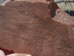 Arthropoden Spurenplatte, Trias