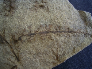 Calamophyton primaevum, Samenstand