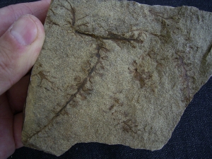 Calamophyton primaevum, Samenstand