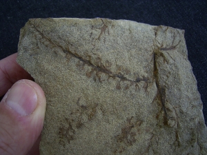 Calamophyton primaevum, Samenstand